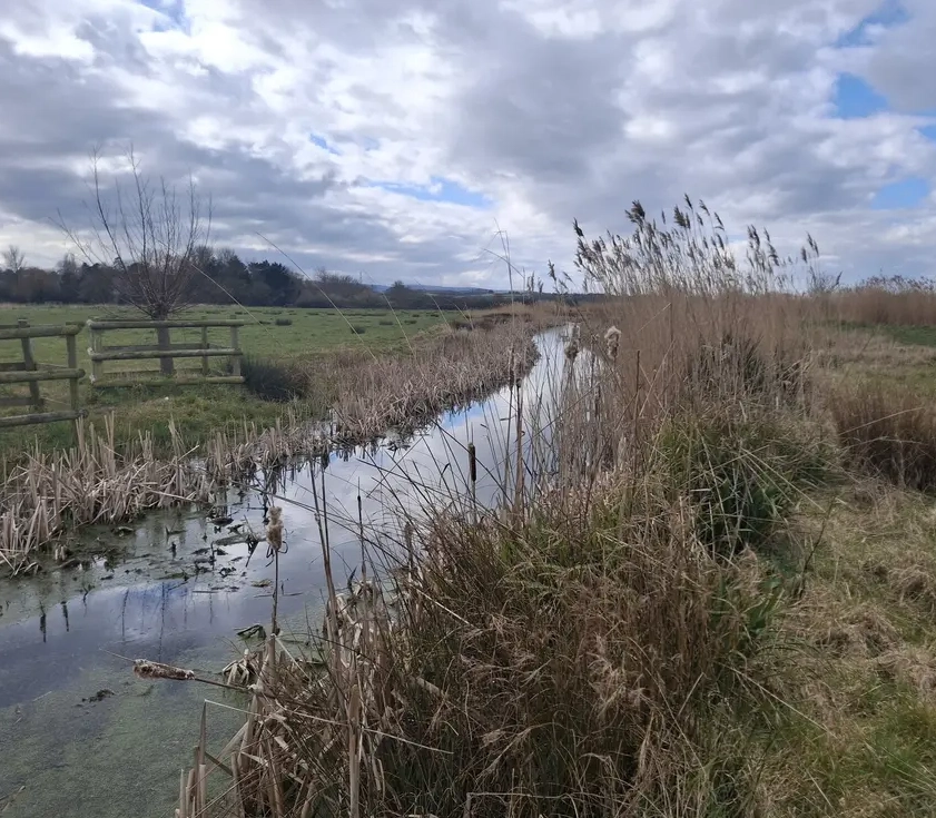Marsh in Combwich, Bridgwater
