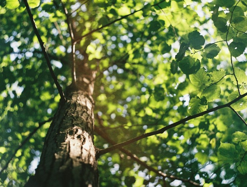 Trees in Somerset